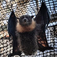 Dơi cũng cần vòi phun nước mát khi sóng nhiệt ập đến Melbourne