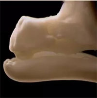 Kỳ lạ chú gà có thể mọc răng nhai giống như cá sấu