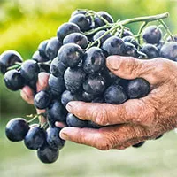Những thực phẩm màu đen tốt như thuốc bổ, giúp giảm nguy cơ ung thư
