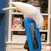 Nghiên cứu mới: Vẹt nuôi cũng thích gọi video khi cô đơn