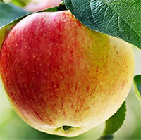 Những loại thực phẩm nên ăn buổi tối chống 