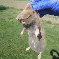 Vì sao chuột chũi mù được coi là một trong những sinh vật kỳ lạ nhất trên Trái đất?