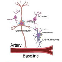 Cơ chế làm tăng lưu lượng máu lúc ngủ của não