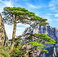 "Cây tiền" quý hiếm mọc cheo leo bên vách đá: Vệ sĩ canh giữ 24/24, dùng kính lúp soi lá "kiểm tra sức khỏe"