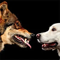 Điều gì xảy ra nếu đặt chó con bên cạnh một con sói mới sinh?