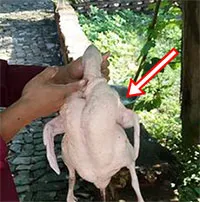 Mổ vịt bất ngờ đụng trúng "vật thể lạ trong suốt", tưởng đồ bỏ hóa ra giá hơn 300 tỷ