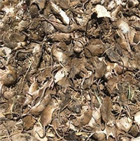 Chuột xâm chiếm các trang trại Australia gây thiệt hại nặng nề