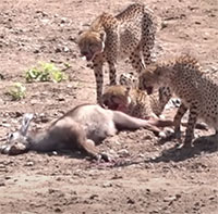 Cá sấu đuổi báo săn để chiếm xác linh dương