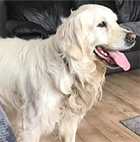 Chú chó đi hơn 64km để trở lại nhà chủ cũ