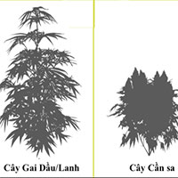 Sự khác nhau giữa cây gai dầu (cây lanh) và cần sa