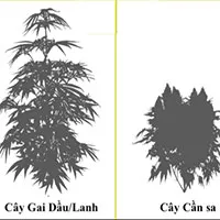 Sự khác nhau giữa cây gai dầu (cây lanh) và cần sa
