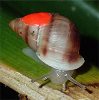 Hơn 5.000 con ốc sên được thả ở Thái Bình Dương để làm gì?