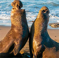 Vì sao hải cẩu chỉ ngủ 2h mỗi ngày mà vẫn khỏe mạnh?