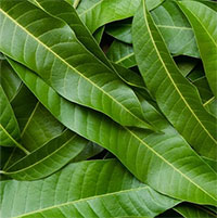 Top 8 lợi ích của lá xoài có thể bạn chưa biết