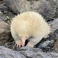 Thú lông nhím trắng hiếm gặp xuất hiện ở Australia