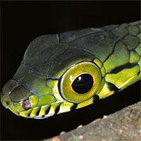 Những loài rắn kỳ lạ có đôi mắt to nhất thế giới