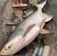 Video: Nam thanh niên bắt được cá "khủng" nặng 45kg trên sông