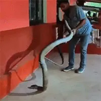 Trốn dưới gầm ô tô, rắn hổ mang chúa "khổng lồ" bị tóm gọn