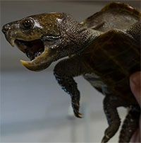 Loài rùa mỏ đại bàng, đuôi cá sấu kỳ lạ sắp biến mất