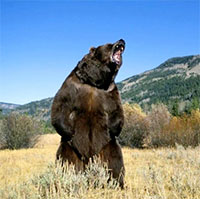 Tại sao lại có những con gấu xám nặng tới gần 1 tấn?