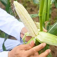 Việt Nam ra mắt giống ngô hoa quả ngọt ăn trực tiếp không cần luộc, hấp hay nướng