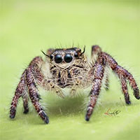 Khoảng cách của các loài vật nhảy xa nhất thế giới có thể đạt được là bao nhiêu?