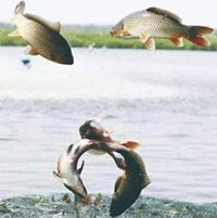 Sau khi sông chảy ra biển, lượng lớn cá nước ngọt đã đi đâu?