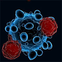 Hệ miễn dịch đang chống lại các bệnh tật mới như nào?