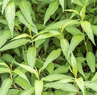 Top 6 lợi ích tuyệt vời của rau răm với sức khỏe