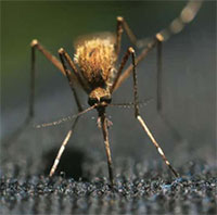 Đại học Mỹ phát triển vải mỏng ngăn muỗi đốt