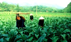 Bốn loại cây ảnh hưởng đến cuộc sống nhân loại