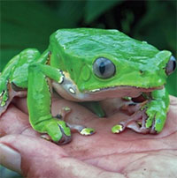 Những loài vật có thể tiết chất gây ảo giác