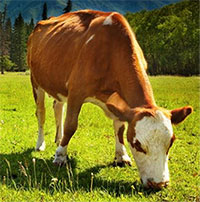 Bộ răng khoẻ mạnh nhờ cách tiêu hóa thức ăn của động vật nhai lại