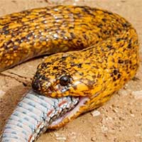 Hổ mang chúa Nam Phi nuốt chửng rắn chỉ trong vài phút