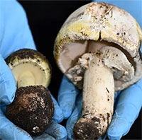 Phát hiện thuốc giải tiềm năng cho loài nấm độc nhất thế giới