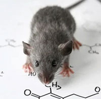 Liệu con người có thể diệt trừ hoàn toàn loài chuột không?