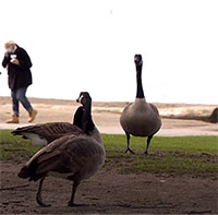 Thành phố Vancouver, Canada chật vật xử lý 20.000 con ngỗng