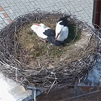 Đôi cò đồng tính cùng chăm con sau khi giao phối