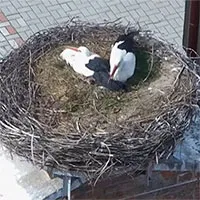 Đôi cò đồng tính cùng chăm con sau khi giao phối