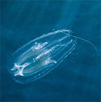 Loài động vật nào xuất hiện đầu tiên trên Trái đất?