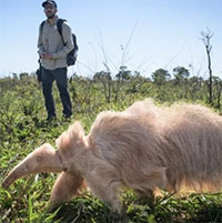 Thú ăn kiến khổng lồ bạch tạng duy nhất trên thế giới