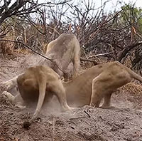 Đàn sư tử xúm lại lôi lợn bướu ra khỏi hang