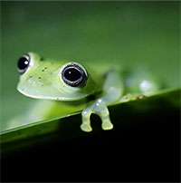 Động vật hoang dã biến mất nhanh chóng, báo động về thời kỳ đại tuyệt chủng thứ 6