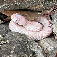 Rắn đuôi chuông bạch tạng hiếm gặp nấp dưới khe đá