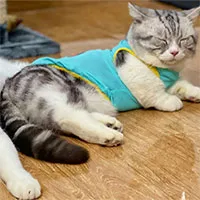Chó mèo "dậy" mùi khó chịu vào mùa hè, phải làm gì?