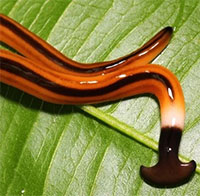 Vì sao giun đầu búa luôn bị coi là nỗi kinh hoàng tại nhiều quốc gia?