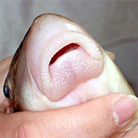 Loại cá đặc sản khiến nhiều người sẵn lòng bỏ cả chục triệu đồng để thử