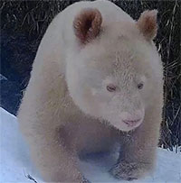 Trung Quốc công bố hình ảnh gấu trúc bạch tạng độc nhất vô nhị