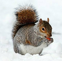 Loài động vật có vú độc lạ nhất Bắc Cực bắt đầu thay đổi hành vi do Trái đất nóng lên