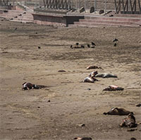 Cúm gia cầm giết chết gần 9.000 sinh vật biển ở Chile